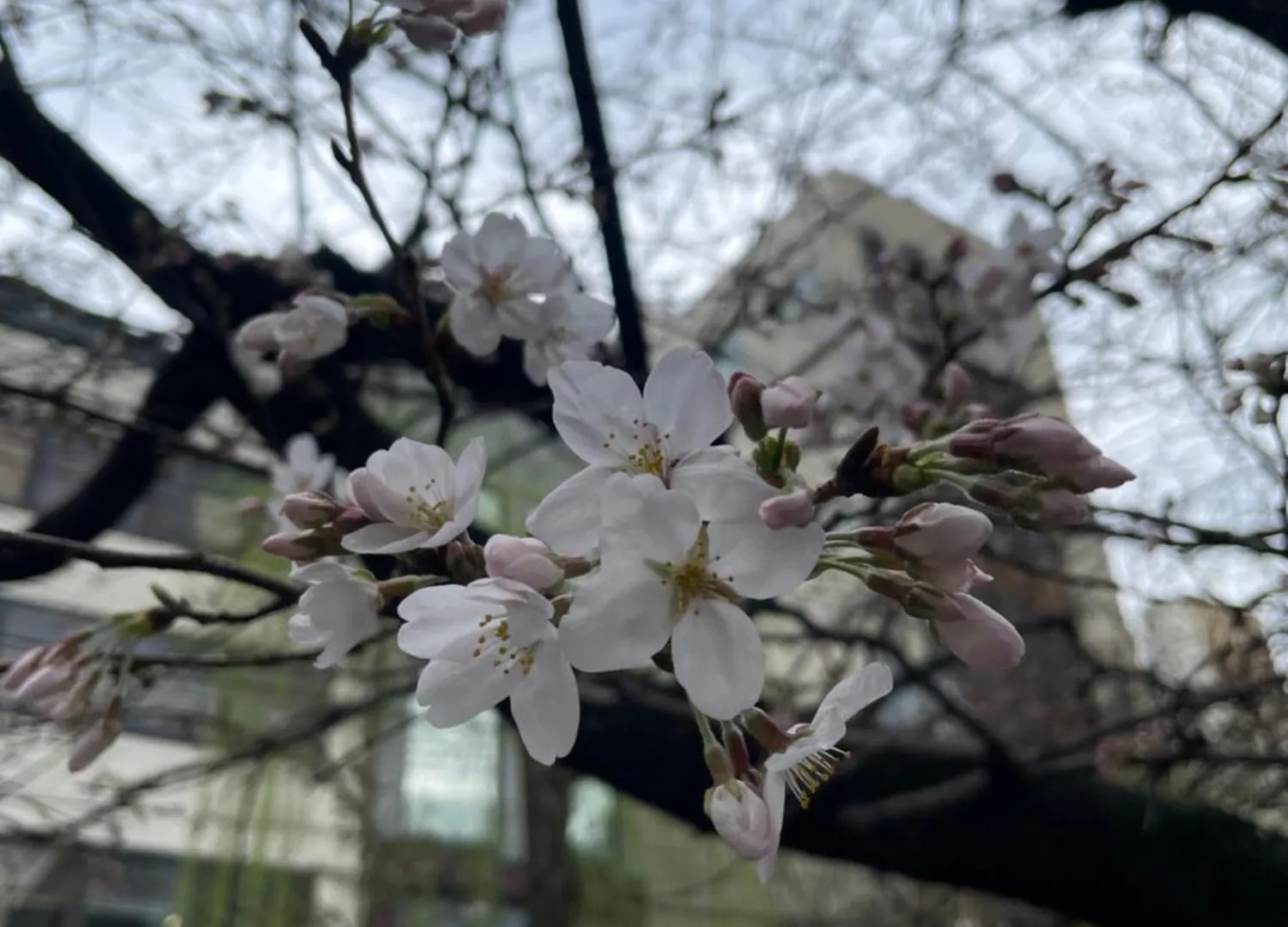 Izutsu Hotel Takasegawa 교토 일본